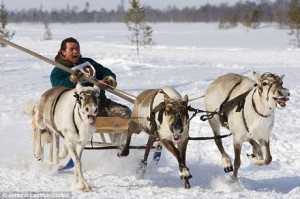 圣诞老人style 俄罗斯用驯鹿当警车