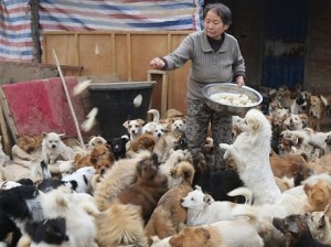 外媒看中国 救助1300只狗的六旬老妇们