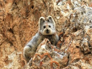 “泰迪脸”萌物20年后再现天山