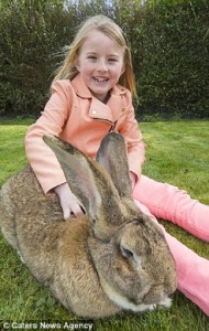 全世界最大的兔子：体长超1.2米重22公斤