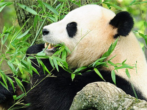 万万想不到：竹子并非大熊猫最理想食物？！
